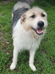 Harley a white brown and black Romanian rescue dog standing | 1 Dog At A Time Rescue UK
