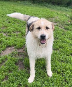Harley a white brown and black Romanian rescue dog standing | 1 Dog At A Time Rescue UK
