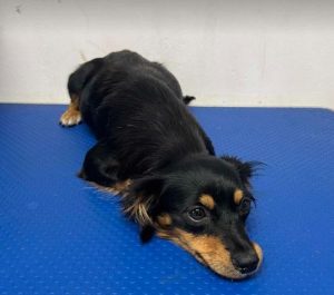 Lola a black and brown rescue dog | 1 dog at a time rescue UK