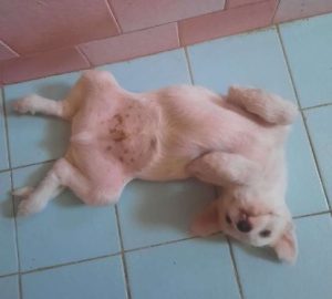 Milo a white rescue dog | 1 dog at a time rescue UK