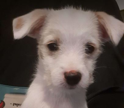 Milo a white rescue dog 1_1 dog at a time rescue UK Milo a white rescue dog | 1 dog at a time rescue UK