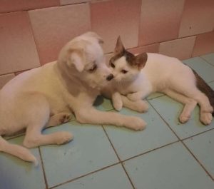 Milo a white rescue dog | 1 dog at a time rescue UK