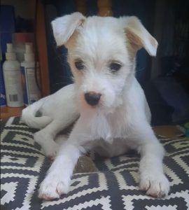 Milo a white rescue dog | 1 dog at a time rescue UK