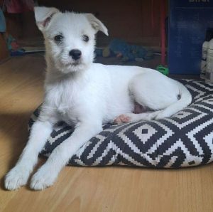 Milo a white rescue dog | 1 dog at a time rescue UK