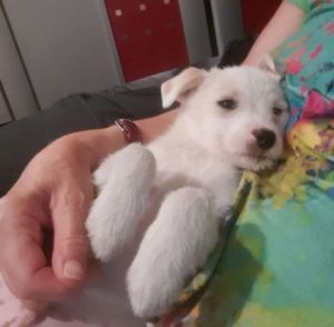 Milo a white rescue dog | 1 dog at a time rescue UK