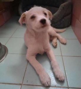 Milo a white rescue dog | 1 dog at a time rescue UK