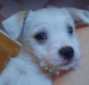 Milo a white rescue dog | 1 dog at a time rescue UK