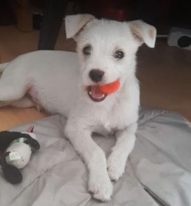 Milo a white rescue dog | 1 dog at a time rescue UK