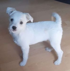 Milo a white rescue dog | 1 dog at a time rescue UK
