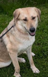 Amy-Rose a fawn rescue dog | 1 dog at a time rescue UK