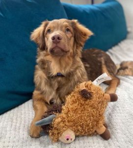 Barney a brown rescue dog | 1 dog at a time rescue UK
