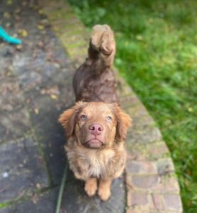 Barney a brown rescue dog | 1 dog at a time rescue UK