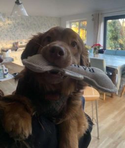 Barney a brown rescue dog | 1 dog at a time rescue UK