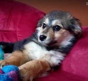 Maddie a black and brown rescue dog | 1 dog at a time rescue UK