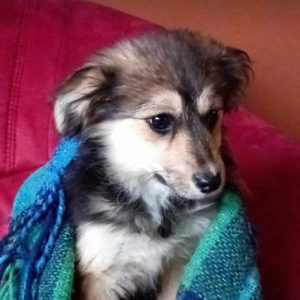 Maddie a black and brown rescue dog | 1 dog at a time rescue UK