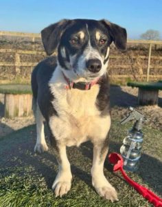 Pepper a black and white rescue dog | 1 dog at a time rescue UK