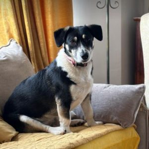 Pepper a black and white rescue dog | 1 dog at a time rescue UK