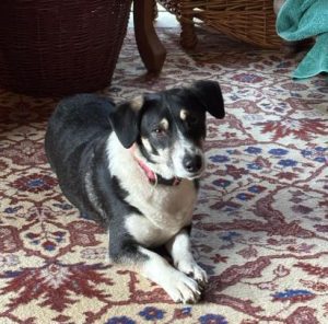 Pepper a black and white rescue dog | 1 dog at a time rescue UK
