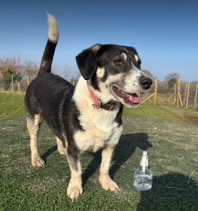 Pepper a black and white rescue dog | 1 dog at a time rescue UK