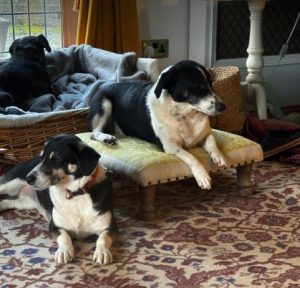 Perry a black and white rescue dog | 1 dog at a time rescue UK