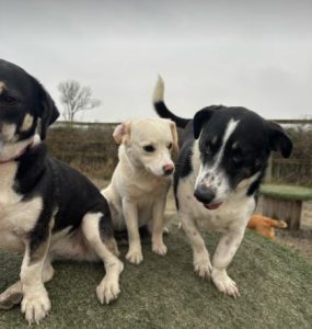 Perry a black and white rescue dog | 1 dog at a time rescue UK