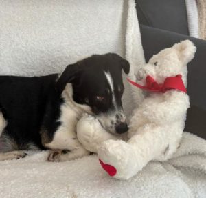 Perry a black and white rescue dog | 1 dog at a time rescue UK