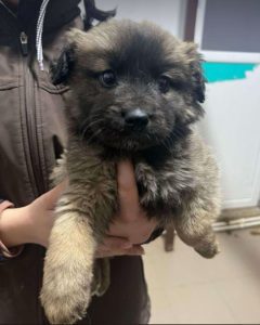Eddie a fawn rescue dog | 1 dog at a time rescue UK