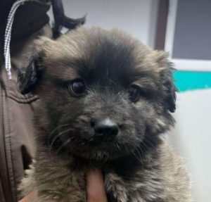 Eddie a fawn rescue dog | 1 dog at a time rescue UK