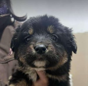 Elsa a black and brown rescue dog | 1 dog at a time rescue UK