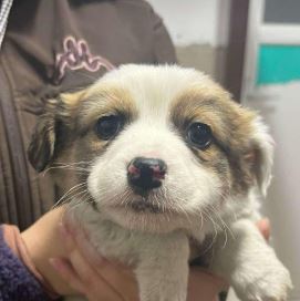 Emmie a white and brown rescue dog | 1 dog at a time rescue UK