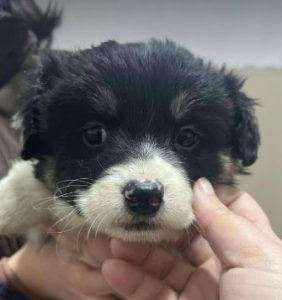 Evie a black and white rescue dog | 1 dog at a time rescue UK
