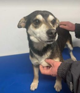 Freddie a brown rescue dog | 1 dog at a time rescue UK