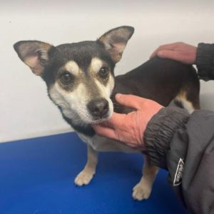 Freddie a brown rescue dog | 1 dog at a time rescue UK