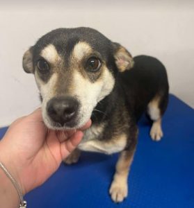 Freddie a brown rescue dog | 1 dog at a time rescue UK