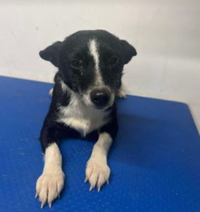Ginnie a black and white rescue dog | 1 dog at a time rescue UK