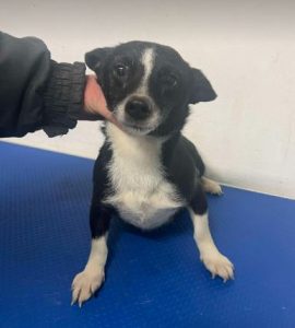 Ginnie a black and white rescue dog | 1 dog at a time rescue UK