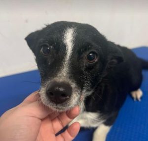 Ginnie a black and white rescue dog | 1 dog at a time rescue UK