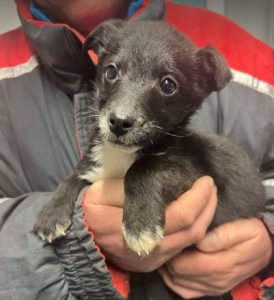 Jerry a black and white rescue dog | 1 dog at a time rescue UK