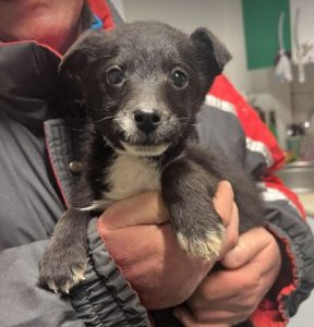 Jerry a black and white rescue dog | 1 dog at a time rescue UK
