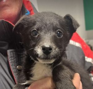 Jerry a black and white rescue dog | 1 dog at a time rescue UK