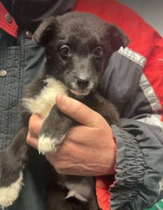 Jimmy a black and white rescue dog | 1 dog at a time rescue UK