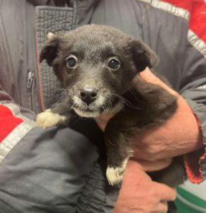 Jimmy a black and white rescue dog | 1 dog at a time rescue UK