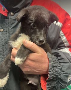 Jimmy a black and white rescue dog | 1 dog at a time rescue UK