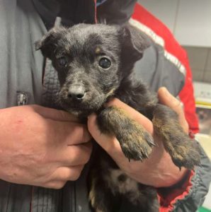 Jonnie a black rescue dog | 1 dog at a time rescue UK