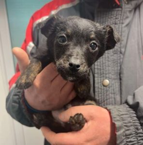 Jonnie a black rescue dog | 1 dog at a time rescue UK