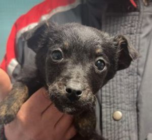 Jonnie a black rescue dog | 1 dog at a time rescue UK