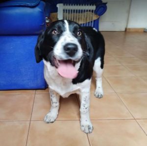 Misty a black and white rescue dog | 1 dog at a time rescue UK