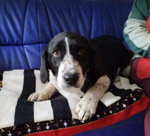 Misty a black and white rescue dog | 1 dog at a time rescue UK