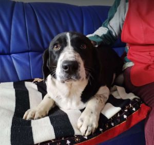 Misty a black and white rescue dog | 1 dog at a time rescue UK
