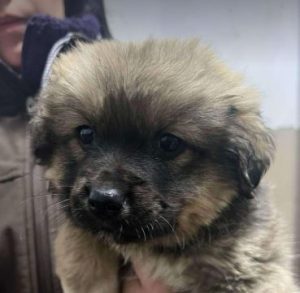 Oscar a fawn rescue dog | 1 dog at a time rescue UK